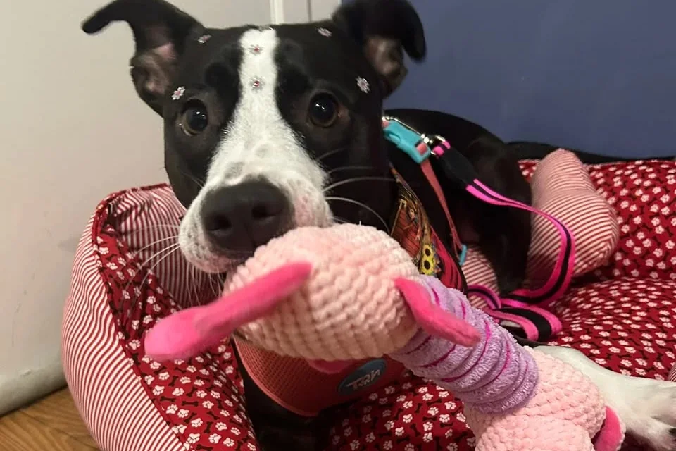Mordedor para cachorro: como escolher o certo