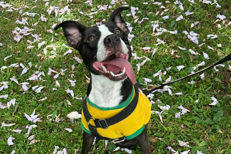 Vacinas para cachorro e gato: quais são e quando dar